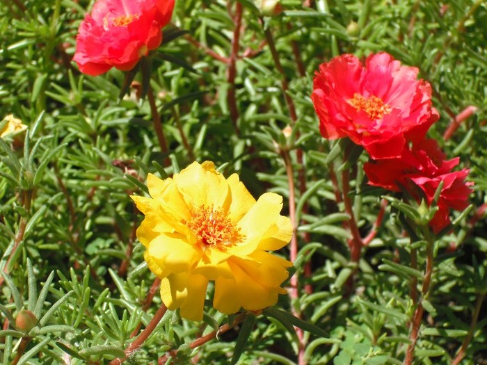 DSCF8130