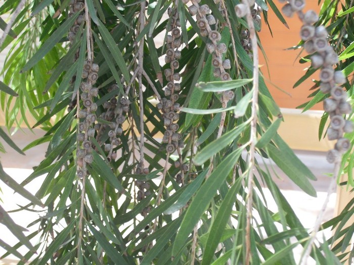 DSCF8132