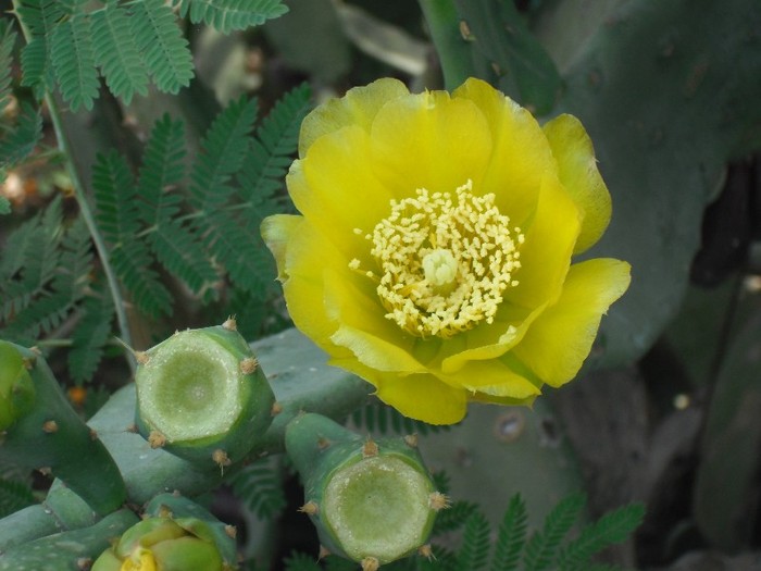 DSCF8133