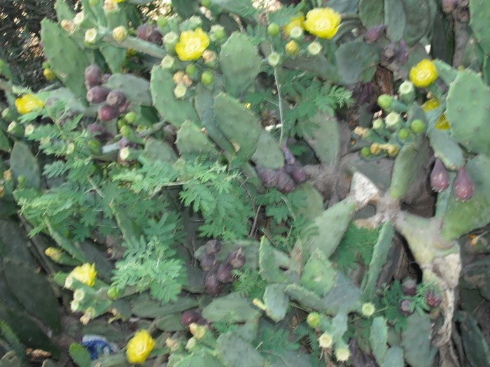 DSCF8135