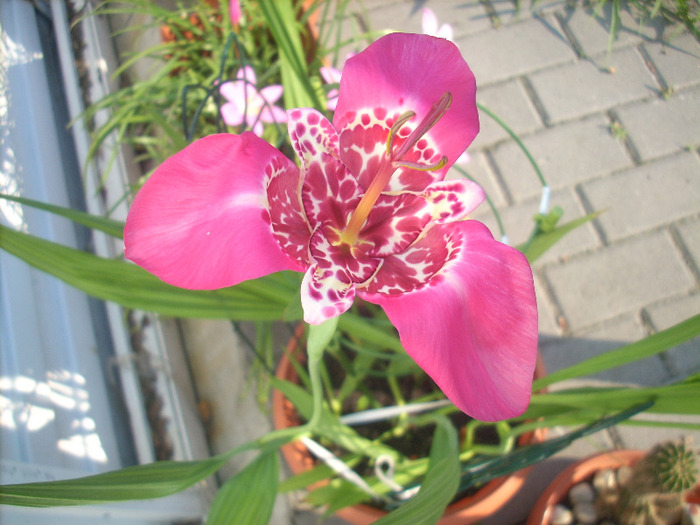 Tigridia Pavonia - crinul paun - Amaryllis si crini