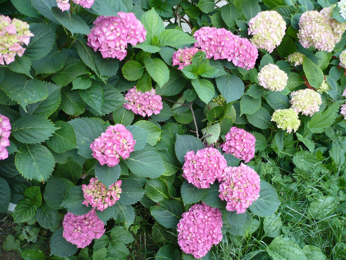 069 - hortensia 2