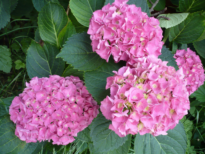 070 - hortensia 2