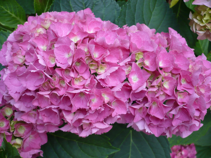 075 - hortensia 2