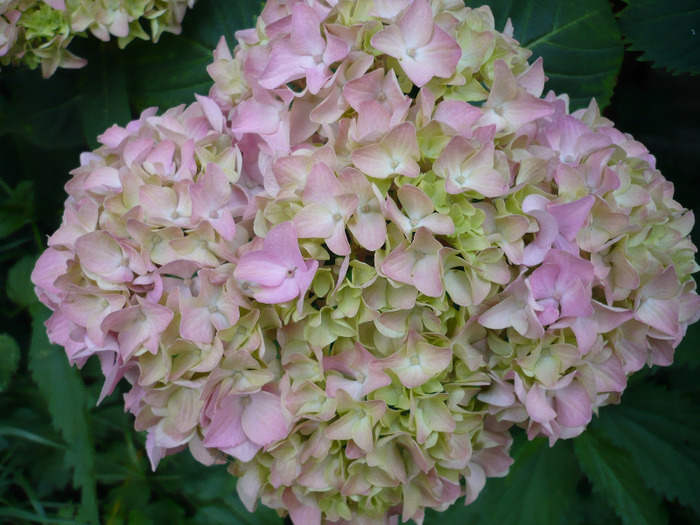 076 - hortensia 2