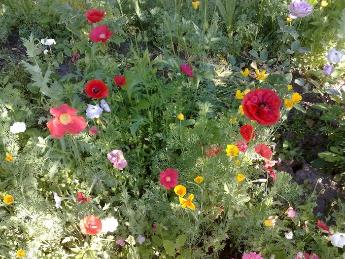 1806201113545 - MACI