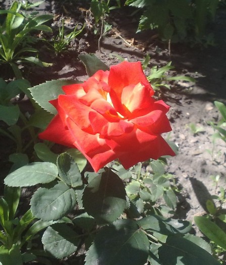 Las Vegas_ tine f mult floarea