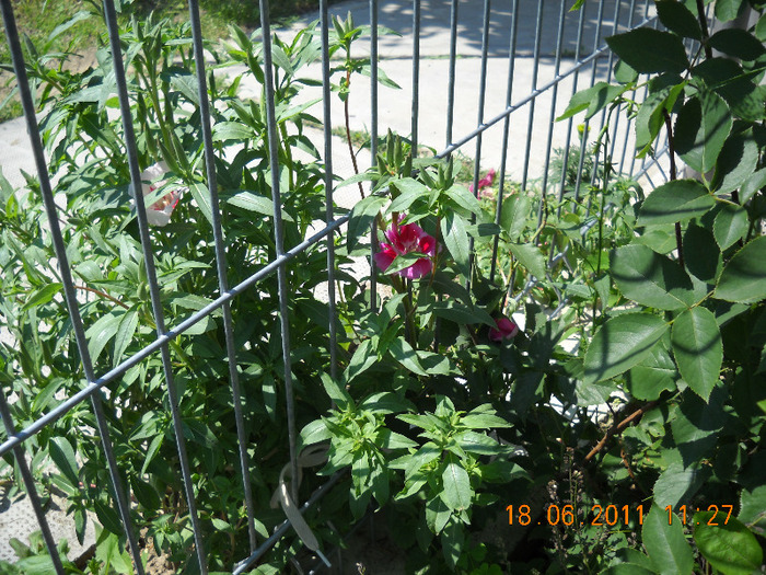 DSCN1002_1360 - gradina 2011