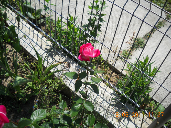 DSCN1003_1361 - gradina 2011