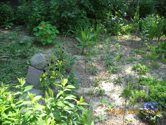 DSCN1007_1365 - gradina 2011