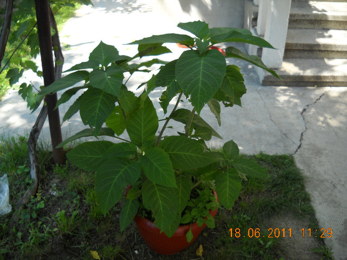 DSCN1008_1366 - gradina 2011