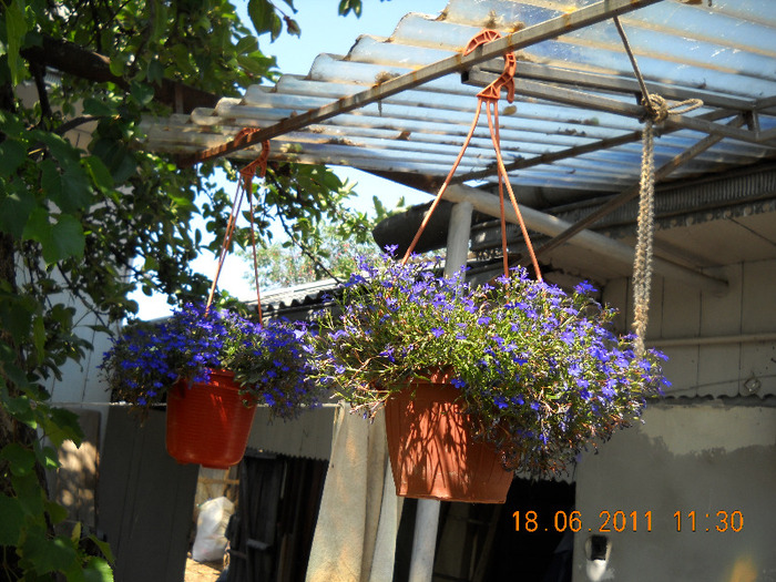 DSCN1010_1368 - gradina 2011