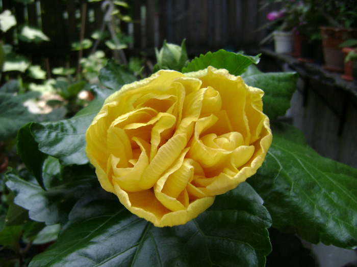 DSC06599 - hibiscus 2011