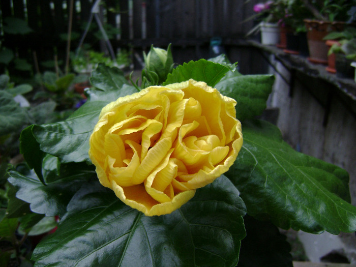 DSC06596 - hibiscus 2011