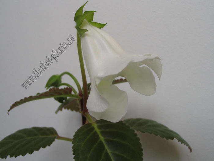 Sinningia Lena s vita 3 - GLOXINIA _ SINNINGIA