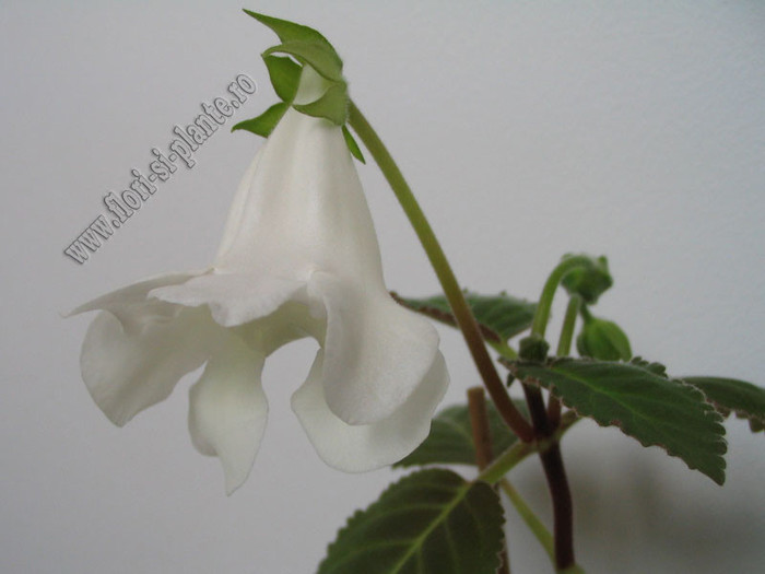 Sinningia Lena s vita 5 - GLOXINIA _ SINNINGIA