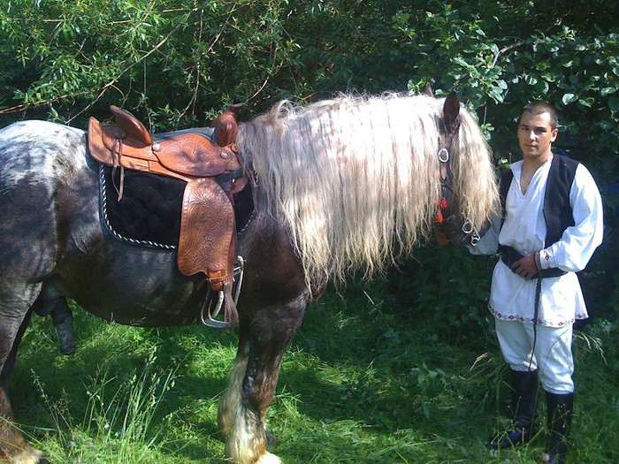 zilele orasului rasnov - x deresul-armasar ardenez 10 ani-VANDUT