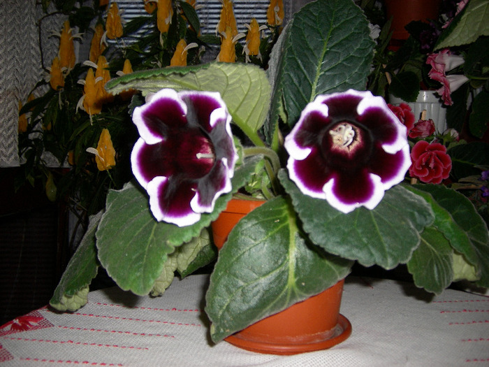 Flori 18 06-2011 002 - Flori 2011