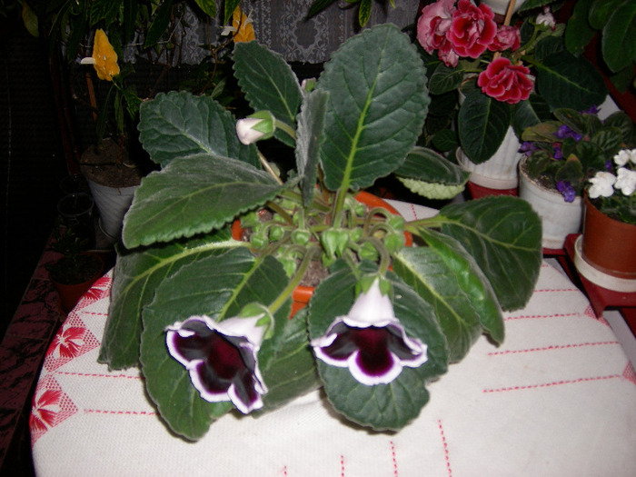 Flori 18 06-2011 005 - Flori 2011