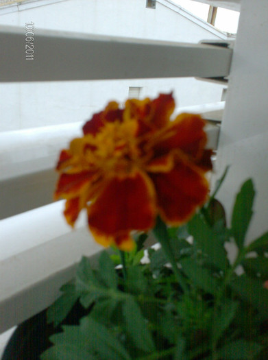 HPIM9545 - vara cea plina de flori
