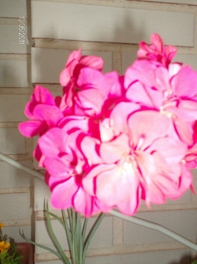 HPIM9546 - vara cea plina de flori