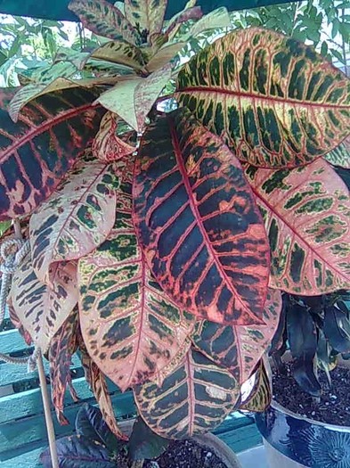 croton - Plante cu frunze colorate