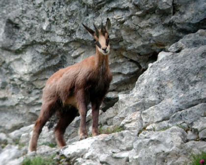 CAPRA NEAGRA - pasari si inca ceva