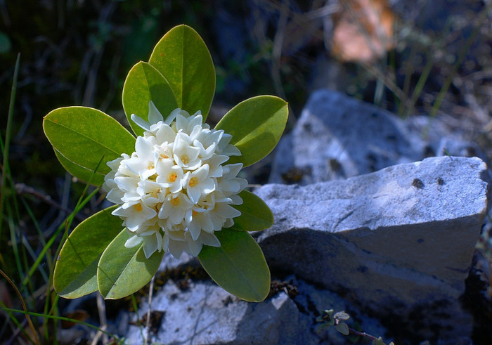 IEDERA ALBA - pasari si inca ceva