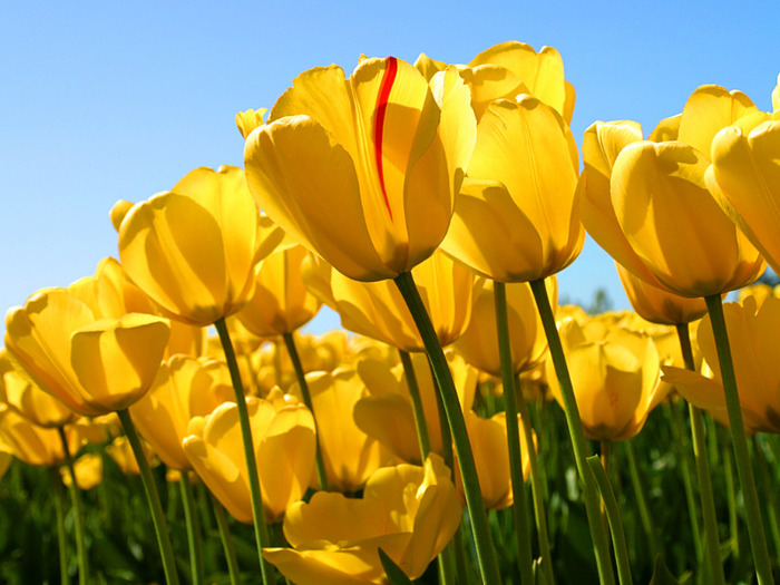 Tulips - plante si animale