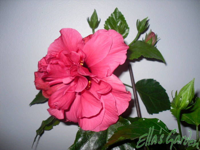 Classic Pink - 2011 Hibiscus