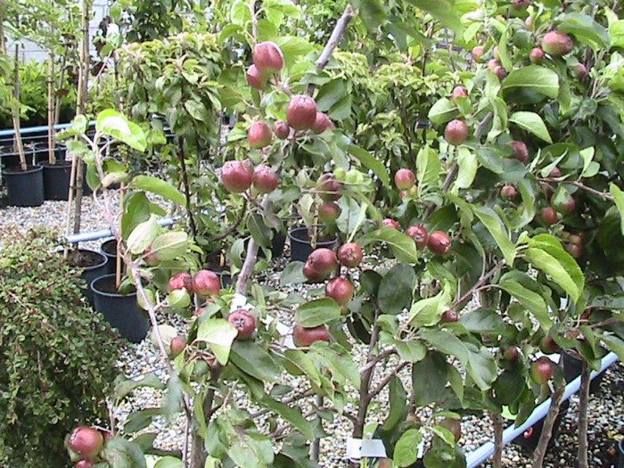 MAR - LA UN SHOP DE FLORI ARBORI SI ARBUSTI