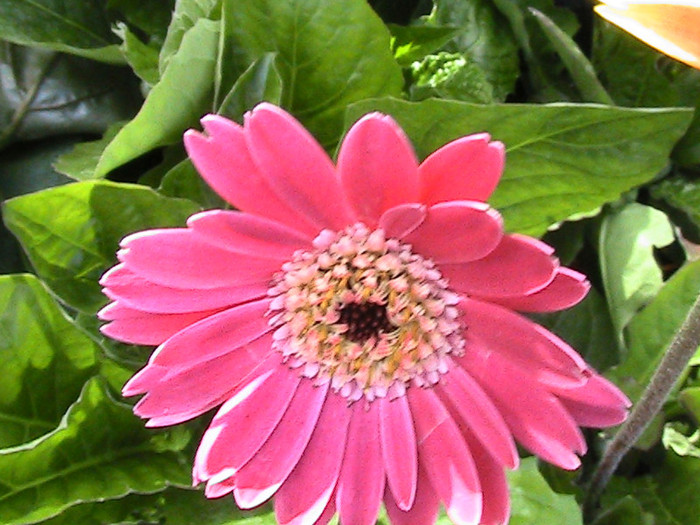 GERBERA