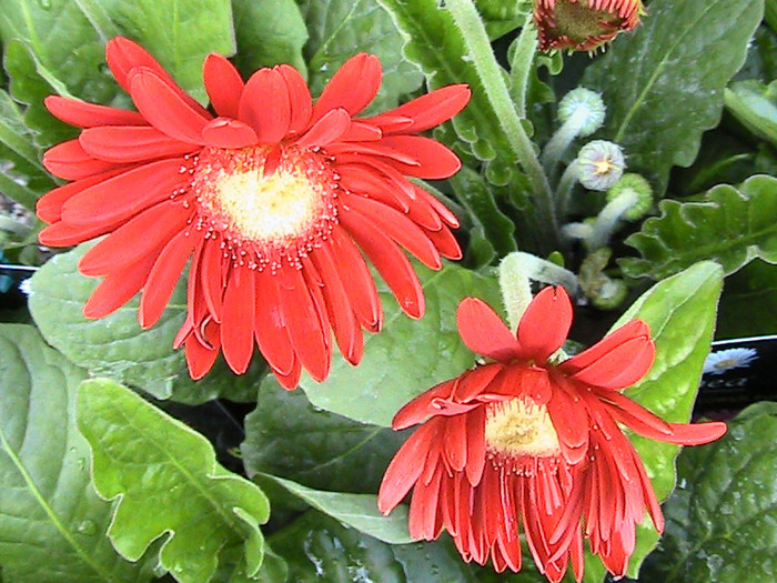 GERBERA - LA UN SHOP DE FLORI ARBORI SI ARBUSTI