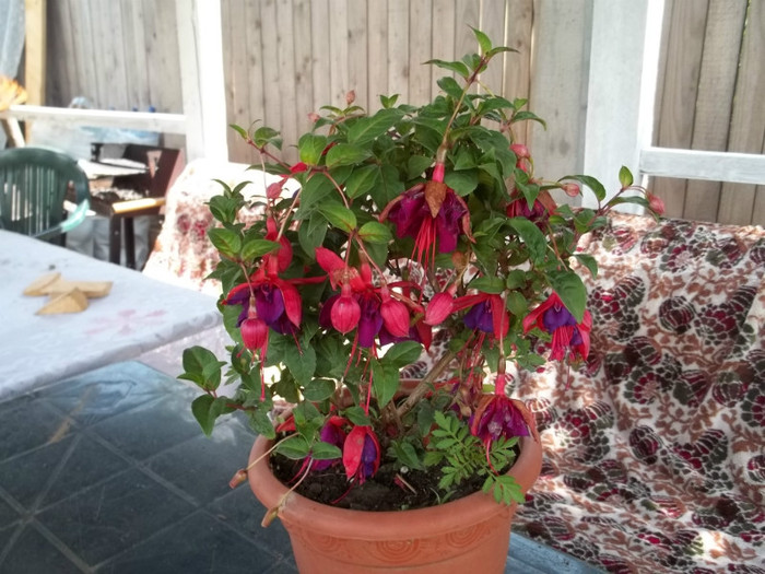 100_1682 - Fuchsia