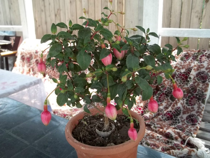 100_1679 - Fuchsia