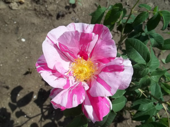 Rosa Gallica Versicolor - Trandafiri 2011