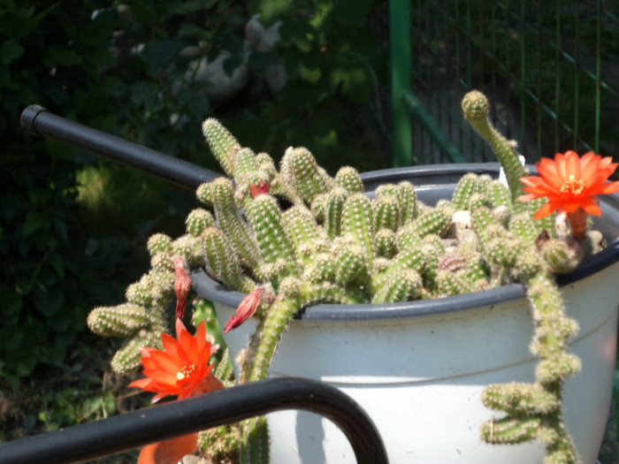 Chamacereus silvestrii - Cactusi si suculente 2011