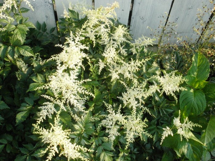 Astilbe - Gradina de flori 2011