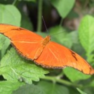 wallpaper_fluturi_16-150x150