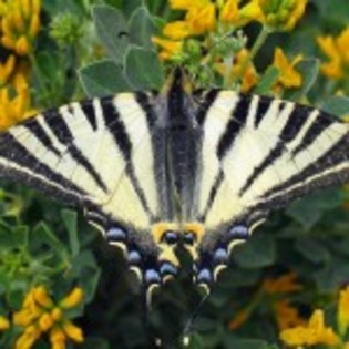 wallpaper-fluture-coada-randunicii-150x150 - fluturi foarte frumosi