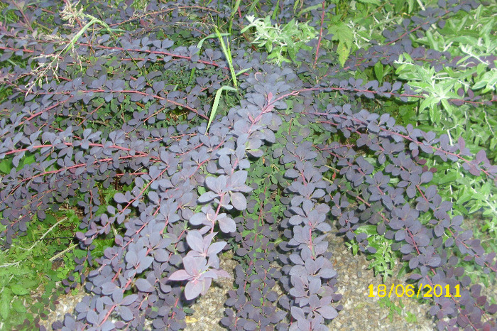 berberis atropurpurea - Arbusti diversi din gradina mea