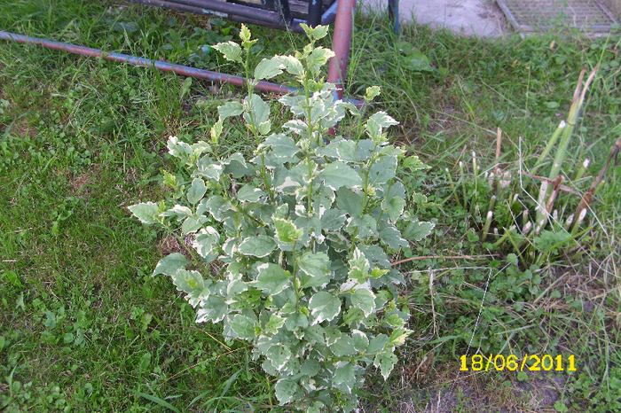 hibiscus syriacus variegat - Arbusti diversi din gradina mea