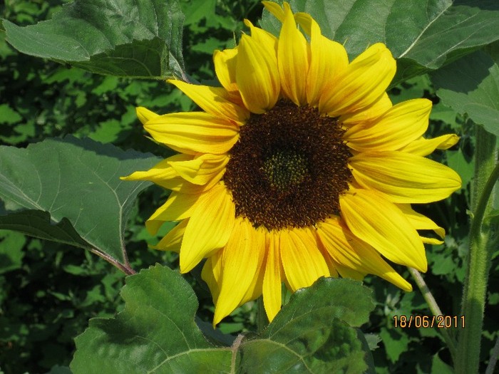IMG_0636 - Flori in gradina 2011