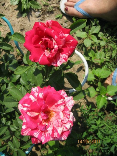 IMG_0633 - Flori in gradina 2011