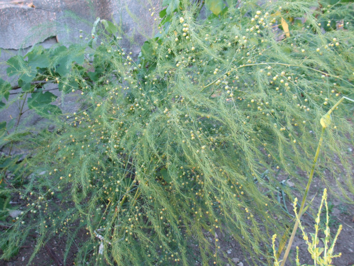 sparanghel - Plante aromatice