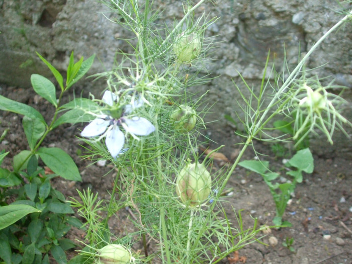 Picture 061 - Plante aromatice