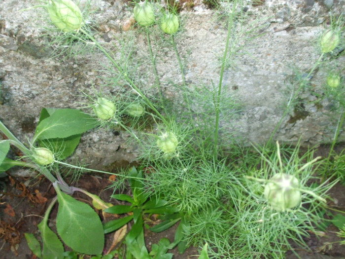 Picture 062 - Plante aromatice