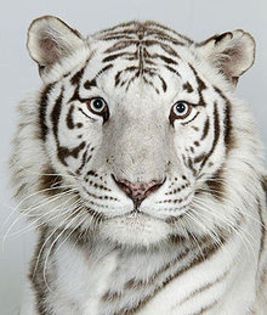 220px-Bengali_white_tiger - tigrii
