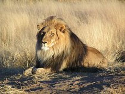 225px-Lion_waiting_in_Namibia - lei