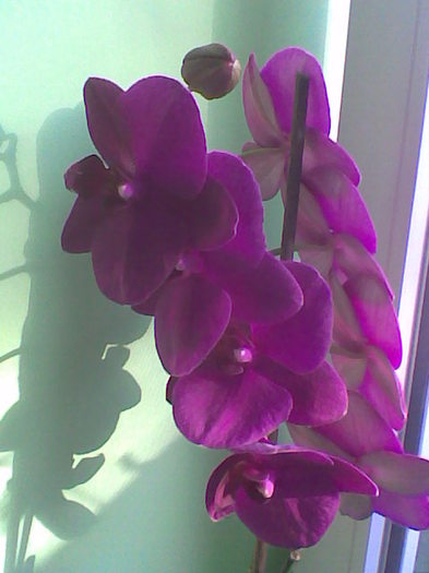Imag042 - Orhidee 2011
